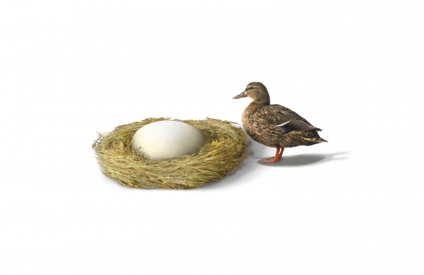 Creation of My egg: Step 10